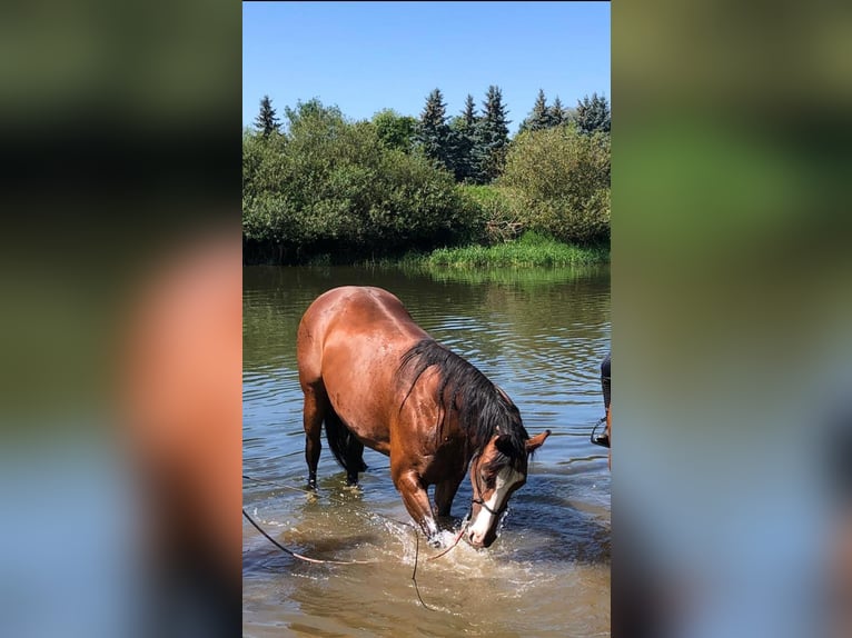 Paint Horse Mare 11 years 14,3 hh Brown in Riedlingen