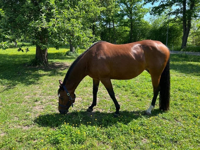 Paint Horse Mare 11 years 14,3 hh Brown in Riedlingen