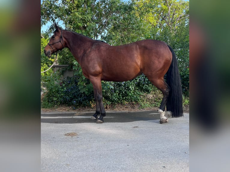 Paint Horse Mare 11 years 14,3 hh Brown in Riedlingen