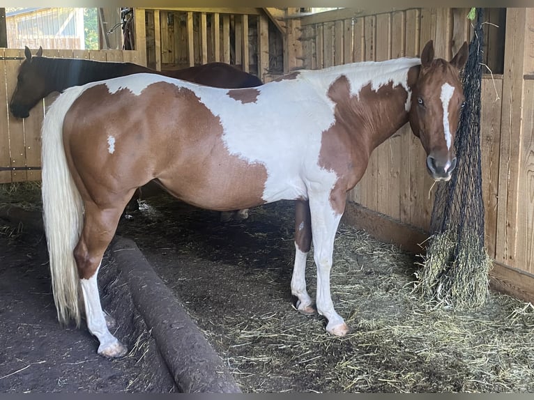 Paint Horse Mare 12 years 14,1 hh Overo-all-colors in Steinbach am Ziehberg