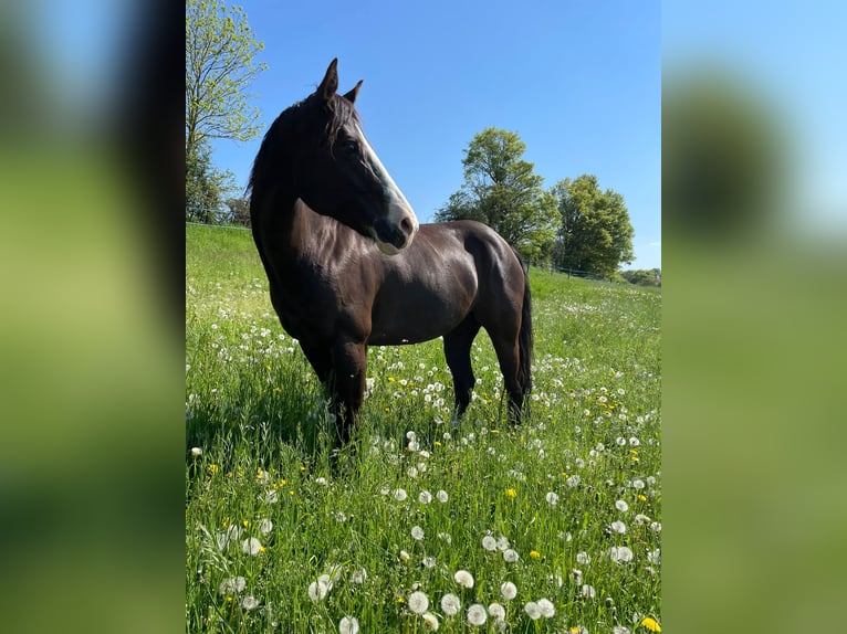 Paint Horse Mare 12 years 14,2 hh Black in Habichtswald