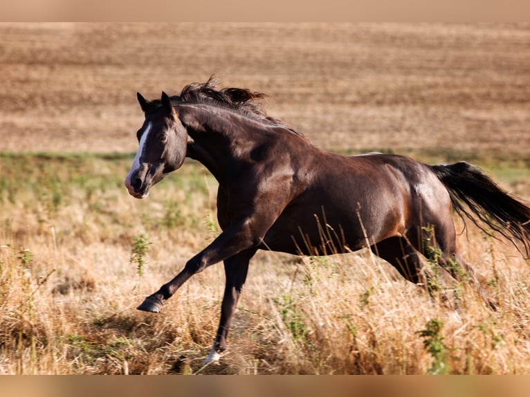 Paint Horse Mare 12 years 14,2 hh Black in Habichtswald