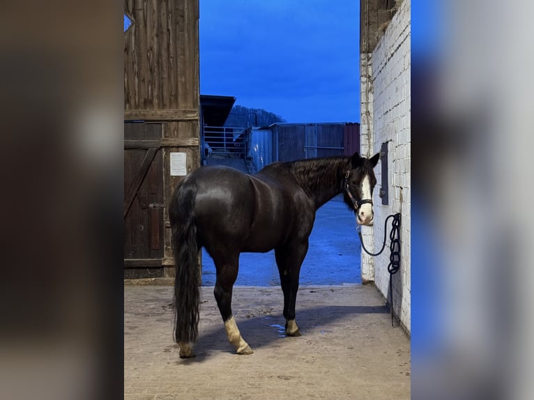 Paint Horse Mare 12 years 14,2 hh Black in Habichtswald