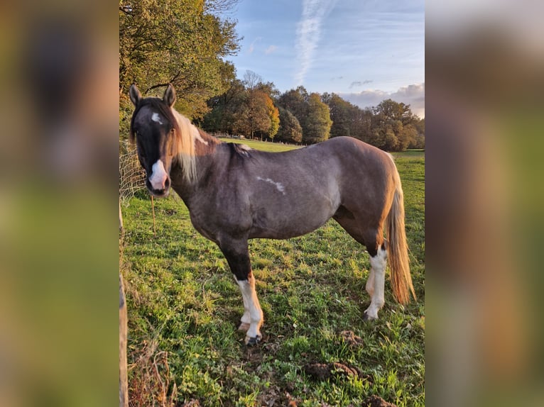 Paint Horse Mare 12 years 14,2 hh Black in Meuzac