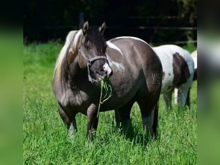 Paint Horse Mare 12 years 14,2 hh Grullo in Buchbach