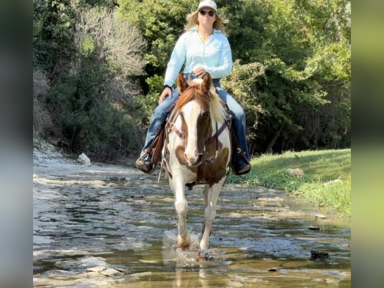 Paint Horse Mare 12 years 14,2 hh Tobiano-all-colors in Weatherford TX