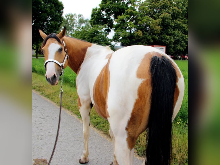 Paint Horse Mare 12 years 14,2 hh Tobiano-all-colors in Rottenburg am Neckar