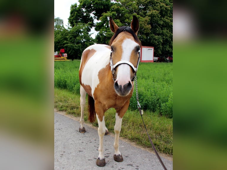 Paint Horse Mare 12 years 14,2 hh Tobiano-all-colors in Rottenburg am Neckar