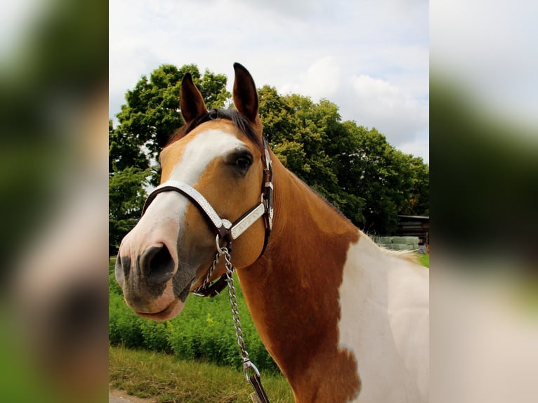 Paint Horse Mare 12 years 14,2 hh Tobiano-all-colors in Rottenburg am Neckar