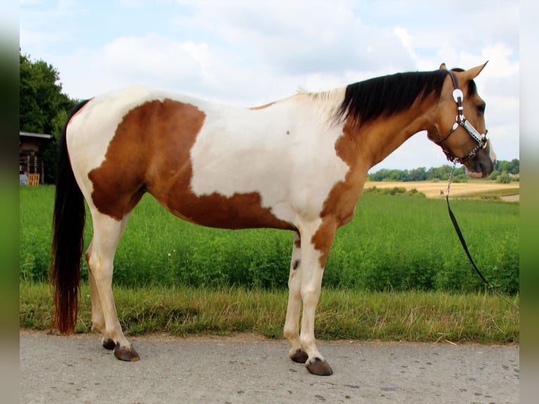 Paint Horse Mare 12 years 14,2 hh Tobiano-all-colors in Rottenburg am Neckar