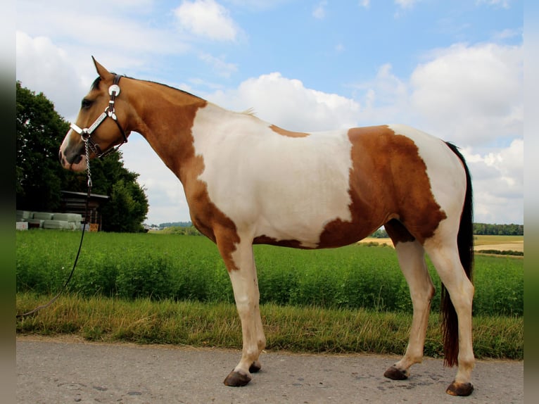 Paint Horse Mare 12 years 14,2 hh Tobiano-all-colors in Rottenburg am Neckar