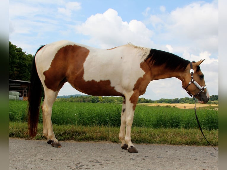 Paint Horse Mare 12 years 14,2 hh Tobiano-all-colors in Rottenburg am Neckar
