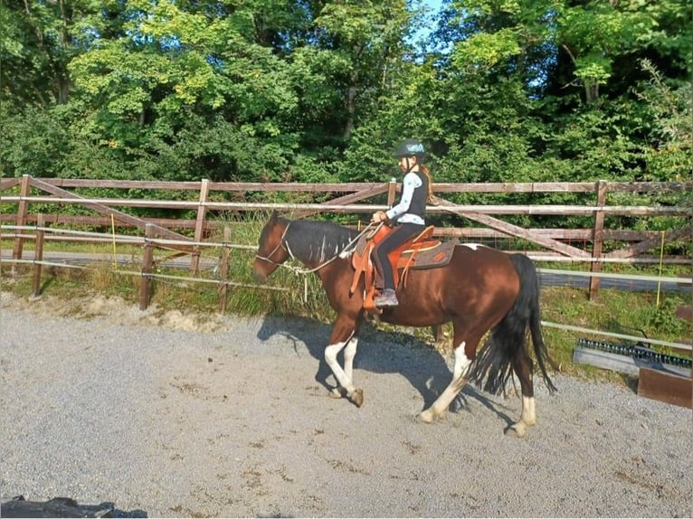 Paint Horse Mare 12 years 15 hh Tobiano-all-colors in RanschbachLandau