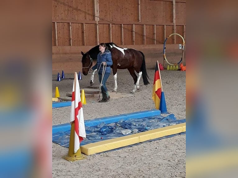 Paint Horse Mare 12 years 15 hh Tobiano-all-colors in RanschbachLandau