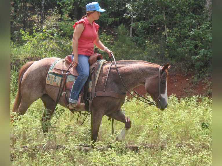 Paint Horse Mare 12 years 15,2 hh Roan-Red in Rusk TX
