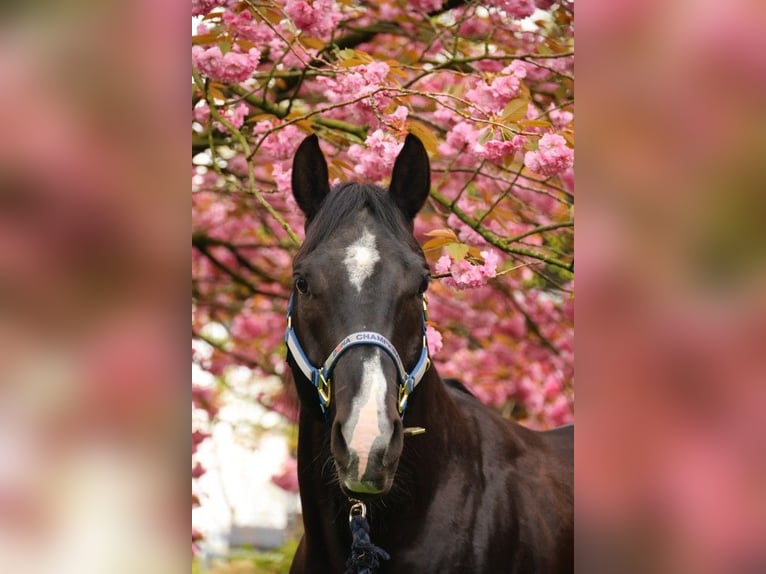 Paint Horse Mare 12 years 15,2 hh Tobiano-all-colors in Ritterhude