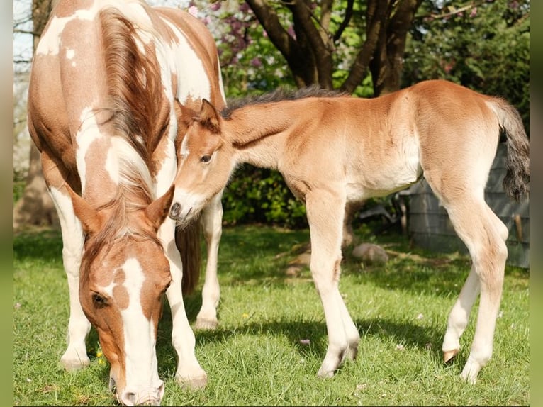 Paint Horse Mare 12 years 15,2 hh Tobiano-all-colors in Ritterhude