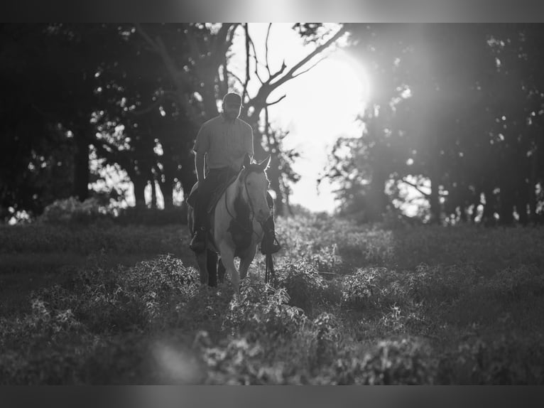 Paint Horse Mare 12 years Pinto in Canton