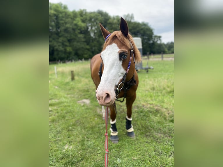 Paint Horse Mare 13 years 14,1 hh Chestnut-Red in Marl