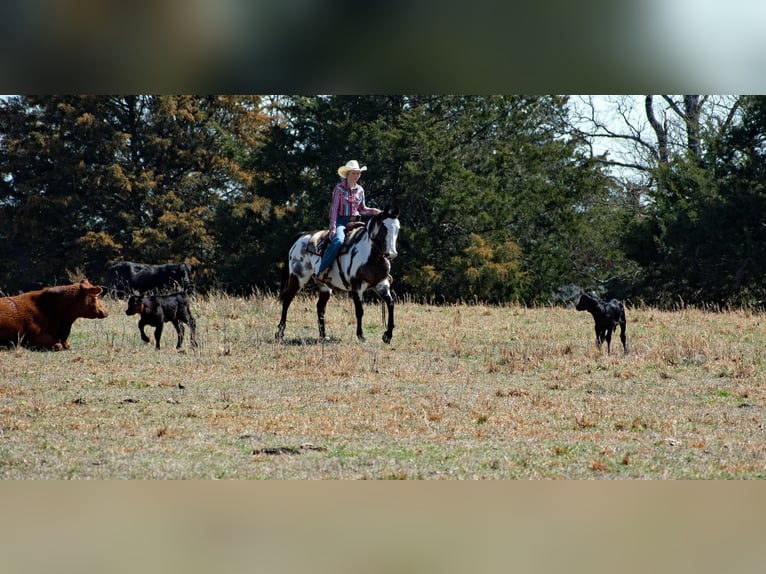 Paint Horse Mare 13 years 14,3 hh Overo-all-colors in Quitman AR