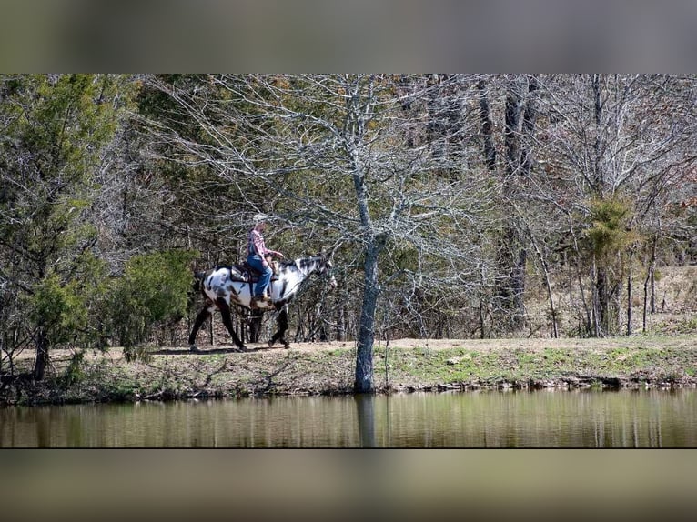 Paint Horse Mare 13 years 14,3 hh Overo-all-colors in Quitman AR