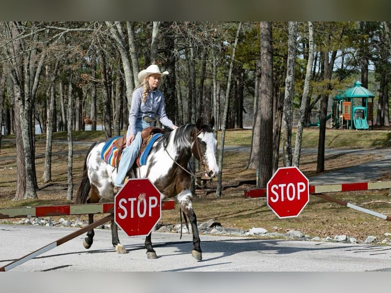 Paint Horse Mare 13 years 14,3 hh Overo-all-colors in Quitman AR