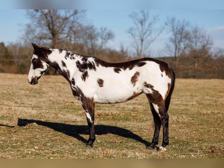 Paint Horse Mare 13 years 14,3 hh Overo-all-colors in Quitman AR