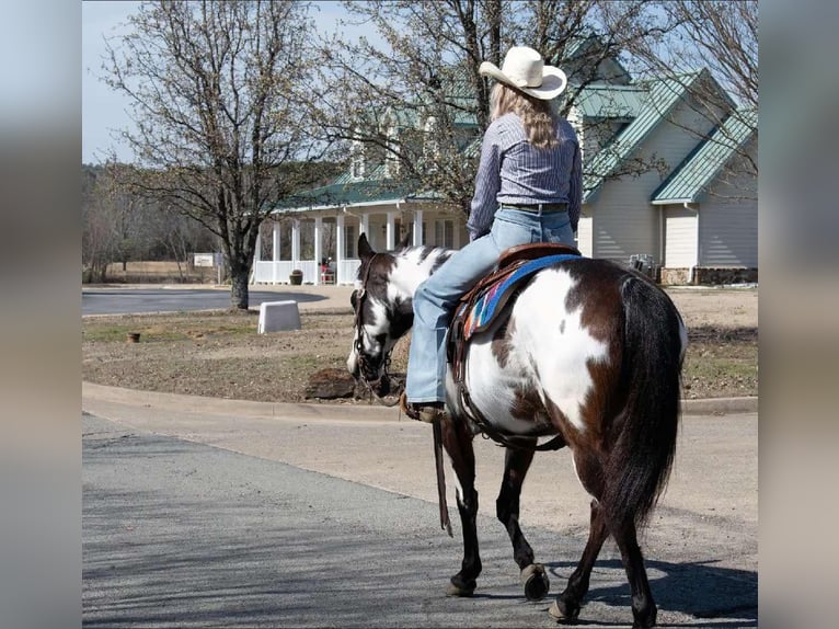Paint Horse Mare 13 years 14,3 hh Overo-all-colors in Quitman AR