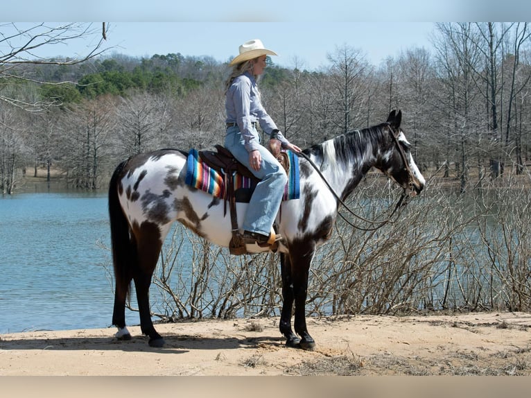 Paint Horse Mare 13 years 14,3 hh Overo-all-colors in Quitman AR