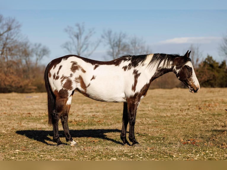 Paint Horse Mare 13 years 14,3 hh Overo-all-colors in Quitman AR