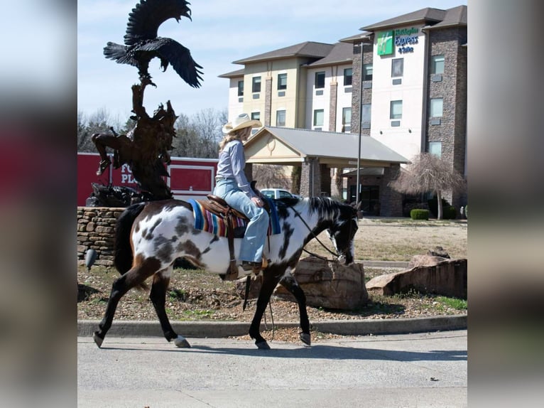 Paint Horse Mare 13 years 14,3 hh Overo-all-colors in Quitman AR