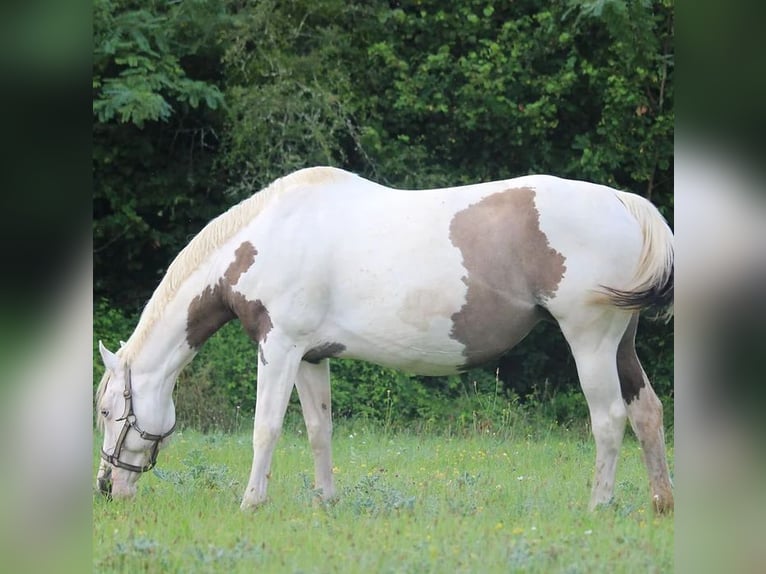 Paint Horse Mare 13 years 15,1 hh Grullo in Castres-Gironde