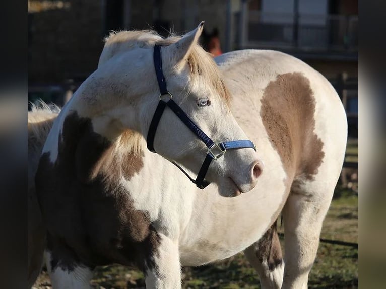 Paint Horse Mare 13 years 15,1 hh Grullo in Castres-Gironde