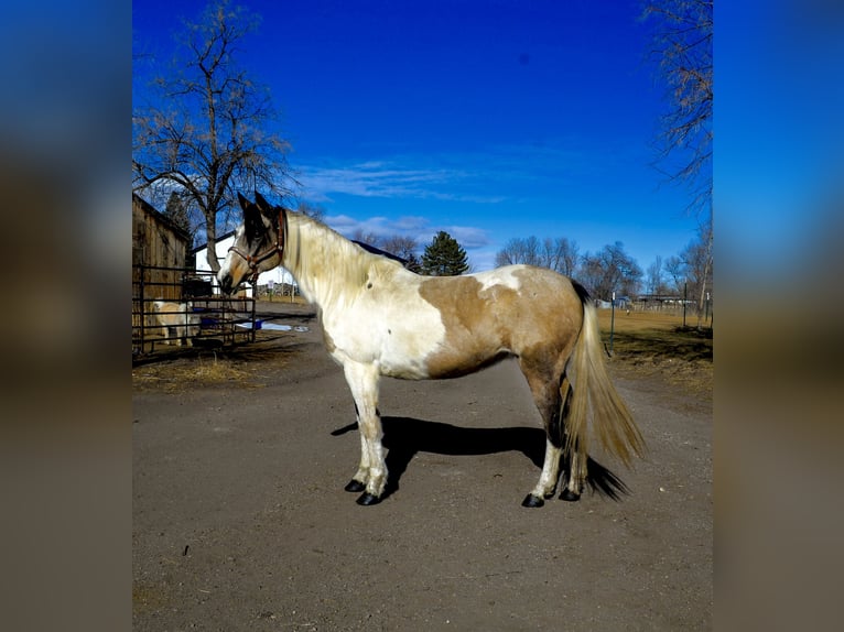 Paint Horse Mare 13 years 15 hh Can be white in Fort Collins