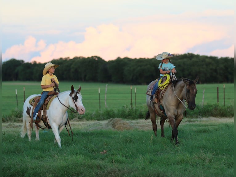Paint Horse Mare 13 years Tobiano-all-colors in Stephenville TX