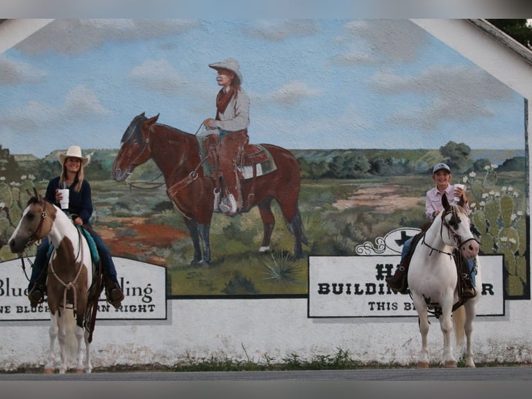Paint Horse Mare 13 years Tobiano-all-colors in Stephenville TX