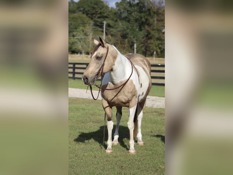 Paint Horse Mare 14 years 14,1 hh Buckskin in Purvis