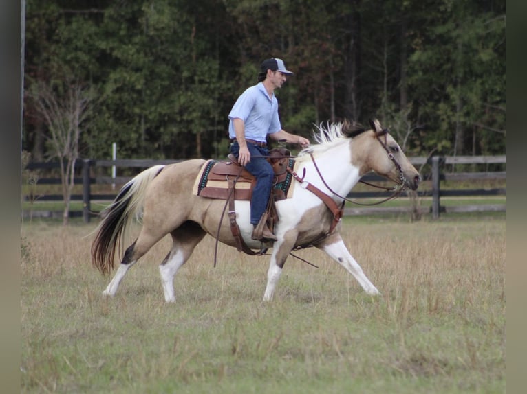 Paint Horse Mare 14 years 14,1 hh Buckskin in Purvis