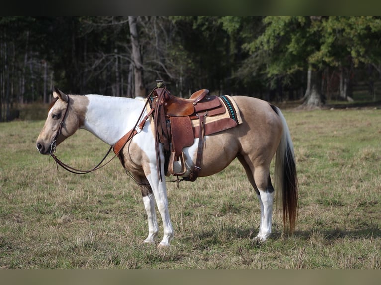 Paint Horse Mare 14 years 14,1 hh Buckskin in Purvis