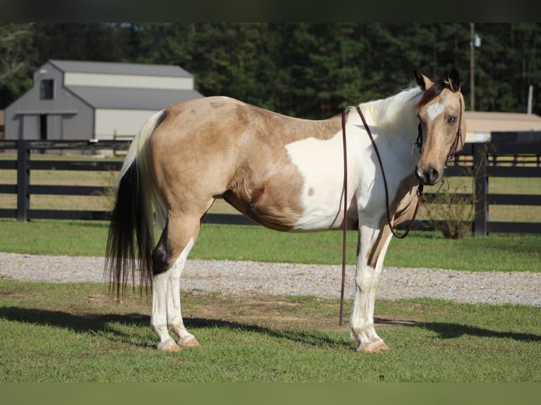 Paint Horse Mare 14 years 14,1 hh Buckskin in Purvis