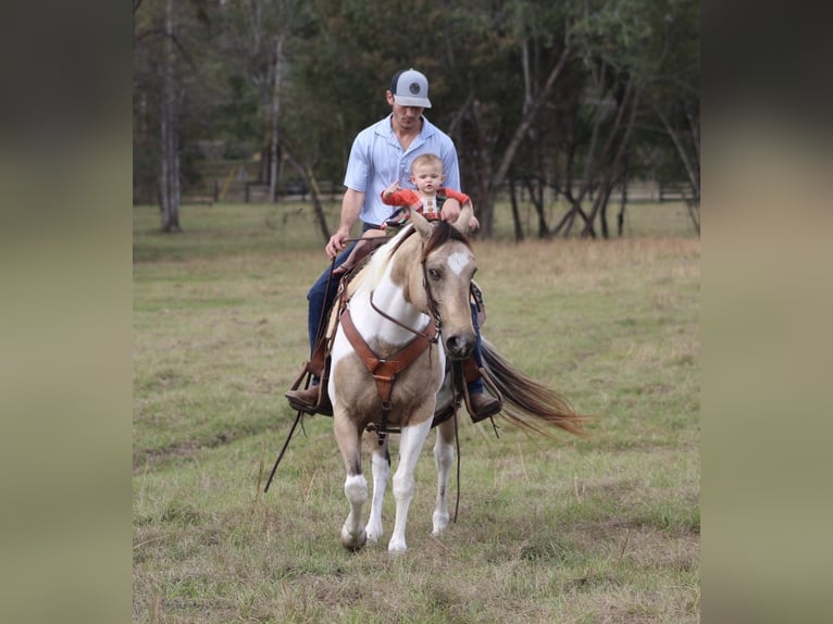 Paint Horse Mare 14 years 14,1 hh Buckskin in Purvis