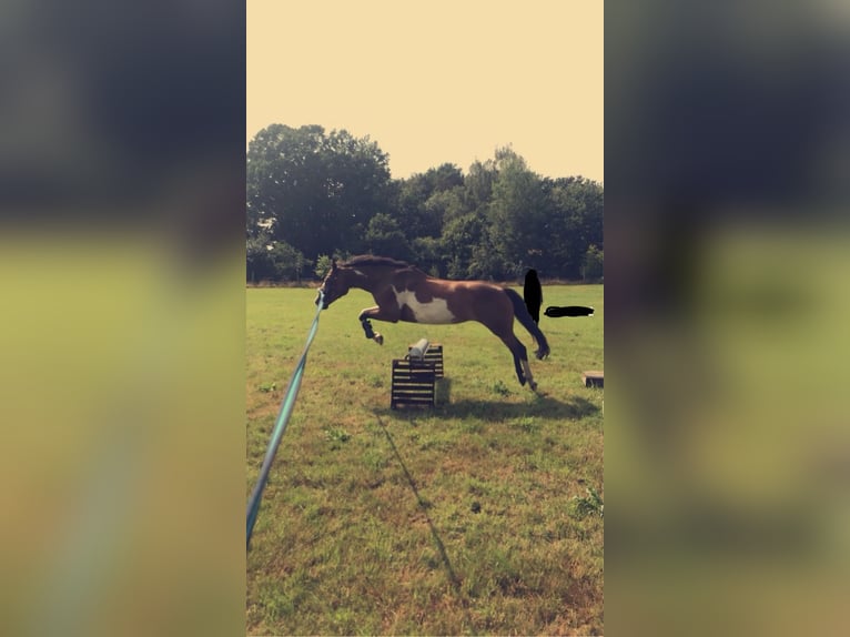 Paint Horse Mix Mare 14 years 14,2 hh in Habighorst