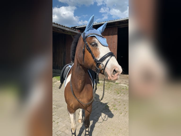 Paint Horse Mix Mare 14 years 14,2 hh in Habighorst