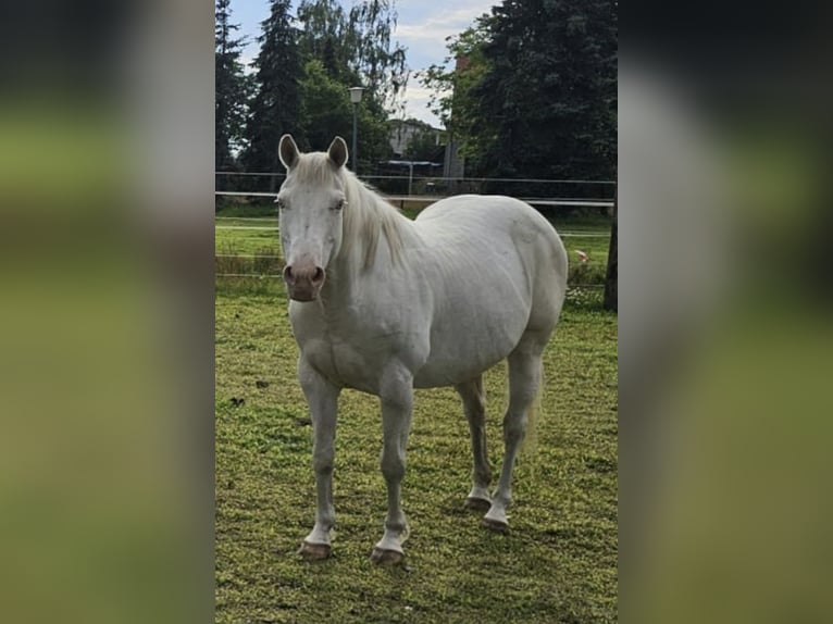 Paint Horse Mare 14 years 14,2 hh Tovero-all-colors in Grafhorst