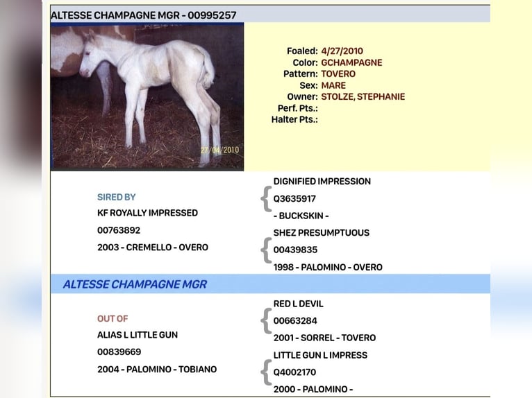 Paint Horse Mare 14 years 14,2 hh Tovero-all-colors in Grafhorst