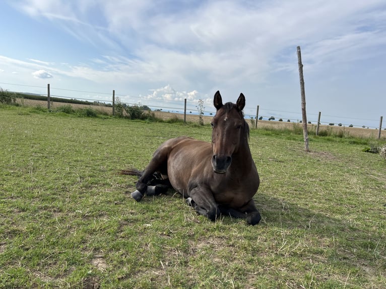 Paint Horse Mare 14 years 14,3 hh in VahlbergSchöppenstedt