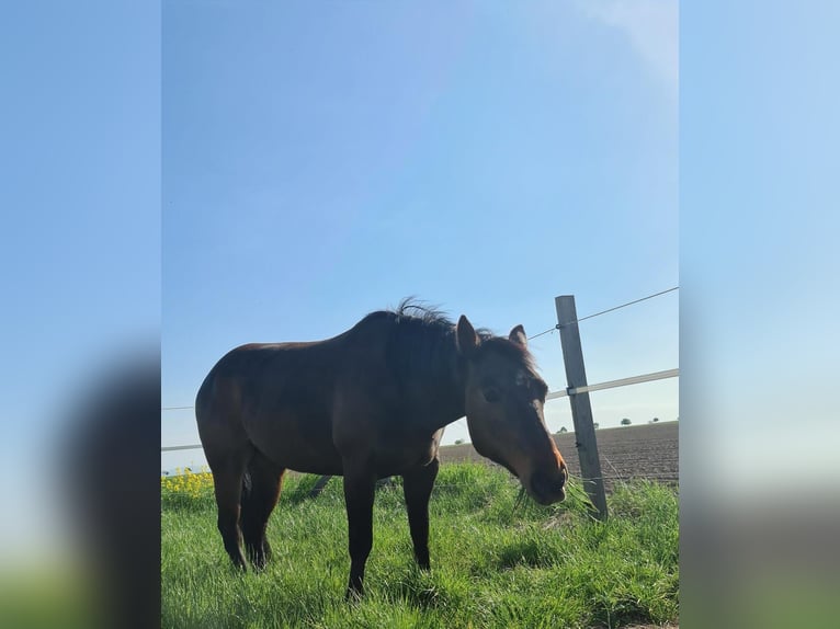 Paint Horse Mare 14 years 14,3 hh in VahlbergSchöppenstedt