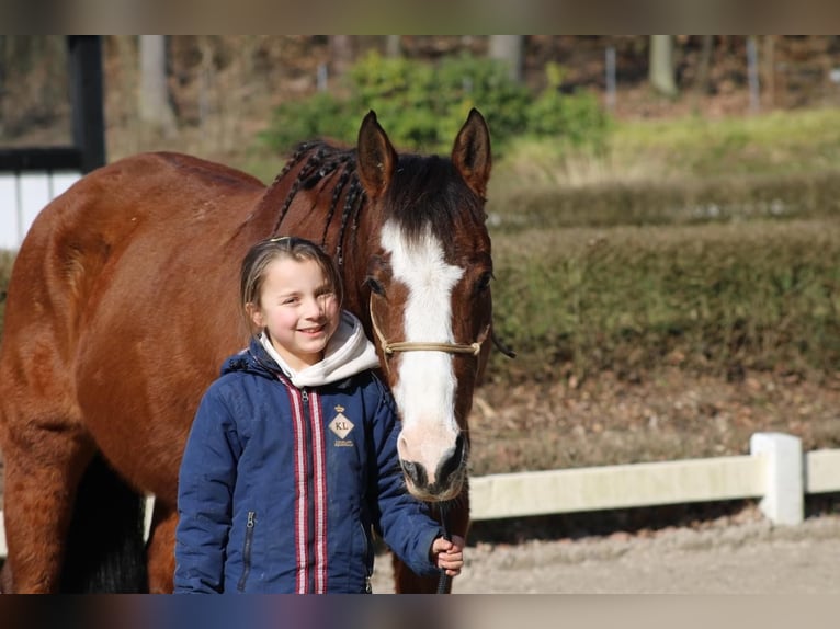 Paint Horse Mare 14 years 15 hh Brown in Darmstadt