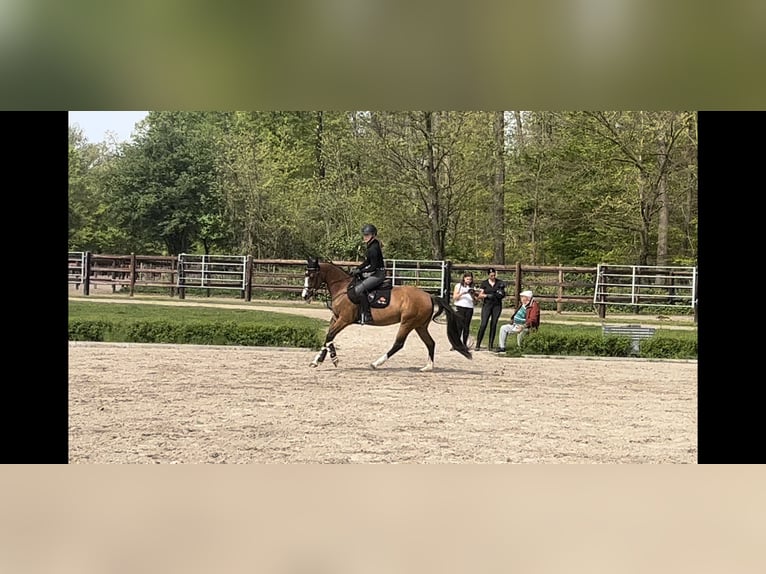 Paint Horse Mare 14 years 15 hh Brown in Darmstadt