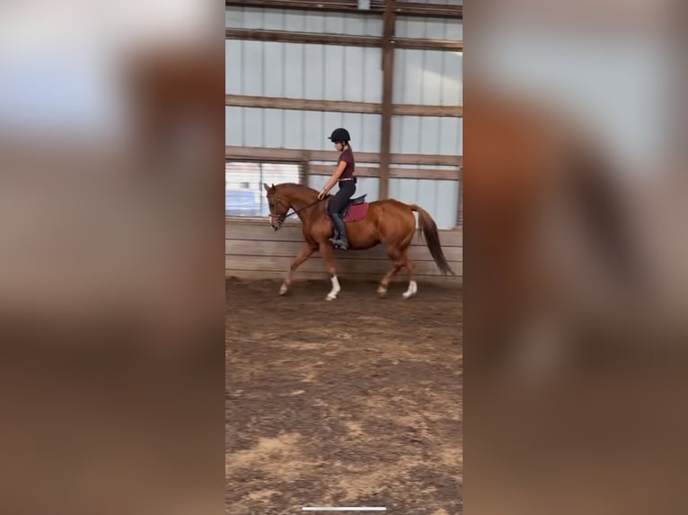 Paint Horse Mare 14 years 15 hh Chestnut in Northfield